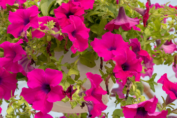 Close-up of Violet Flower petunia (Petunia integrifolia) flower. Hanging in a flowerpot.