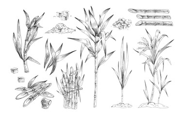 Sugar canes hand drawn vector illustrations set. Sugarcane trees, growing plant branches engravings pack. Rum ingredient black and white drawing. Plantation harvest isolated on white background.