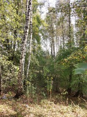 Obraz premium forest in autumn