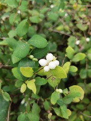 snowberries