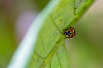 ladybird on leaf