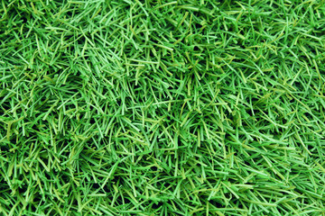 Green artificial grass. Close-up. Top view. Background. Texture.