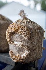 Split gill mushroom farming system for production of alternative protein