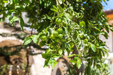 A branch  of green lemons hangs from a large tree in the rays of sunlight