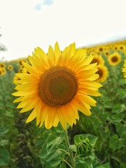 Obraz premium landscape