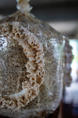 Split gill mushroom farming system for production of alternative protein