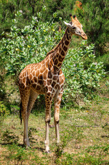 Young giraffe in the park