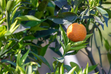 Close-up of the orange grain in the orange tree. It was taken at the garden market.