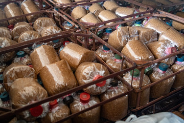 Split gill mushroom farming system for production of alternative protein