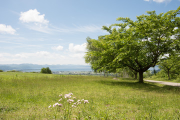 Lakeside scenery in Japan, trees,  flowers and green fields