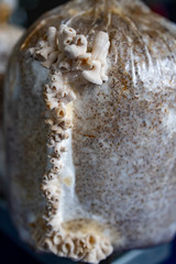 Split gill mushroom farming system for production of alternative protein