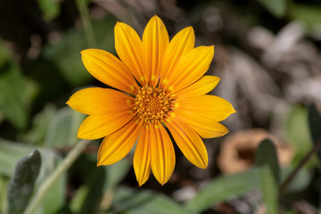 Close-up of Treasure flower plant.