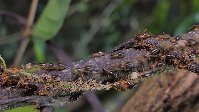 Crowd of termites (Macrotermes) on branch in tropical rain forest. 