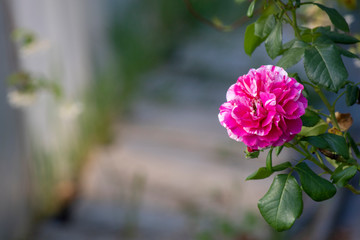 Close-up shot of one cabbage rose flower. The background is blurred staircase.