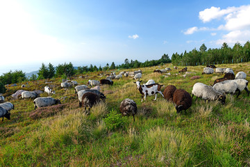 Ziegen & Schafe auf der Hornisgrinde im Nordschwarzwald