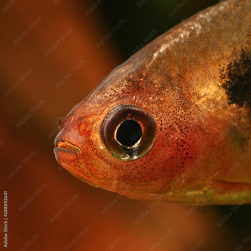 Wall mural tetra bloody in detail below the surface.