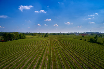 Aerial photography with drone. Grape plantation top view, Italy.