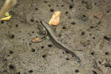 Mudskipper in mangrove forest