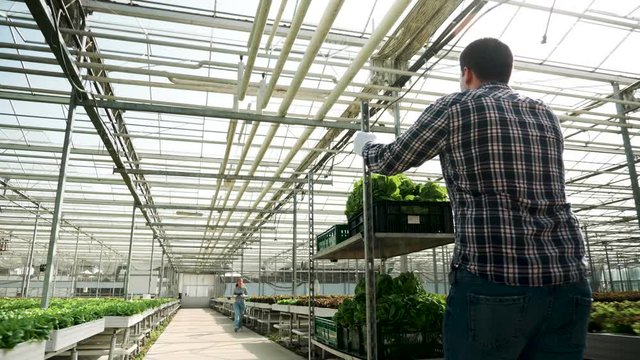 Back view of agricultor pushing a cart with fresh organic green salad in a modern greenhouse.