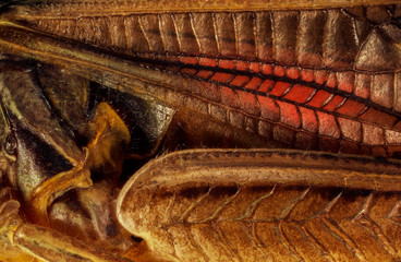 Extreme macro of a locust Gomphocerus sibiricus body part taken with two lenses as one lens, stacked from many shots into one very sharp photo.