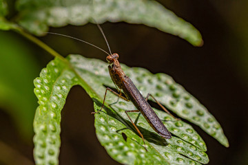 Thai bark mantis on the leaf