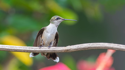 On a Perche Near the Hibiscus
