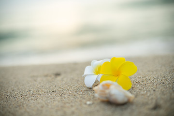 砂浜とプルメリアの花