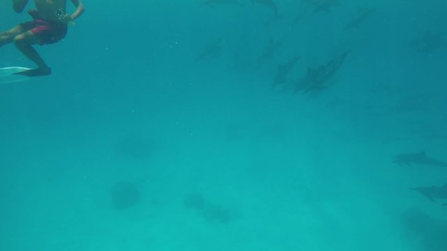 dolphin house