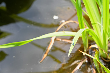 Dragonfly sitting on a leaf of iris.
