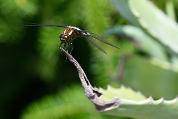 Big blue dragonfly sitting on aloe leaf.