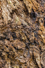 Wood surface for the background