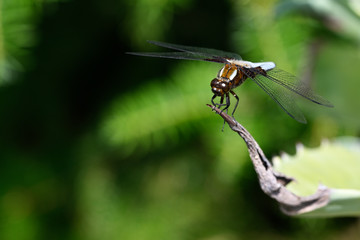 Big blue dragonfly sitting on aloe leaf.
