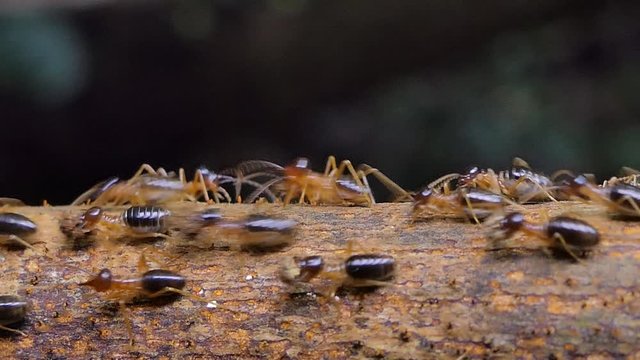 Crowd of termites (Macrotermes) on branch in tropical rain forest. 