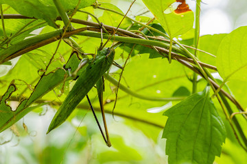 Grasshopper camouflage For rest during the day