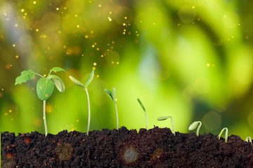Growth of new life on blurred green park