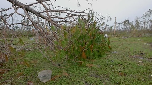 Broken tree leaning towards ground after Hurricane Michael damage