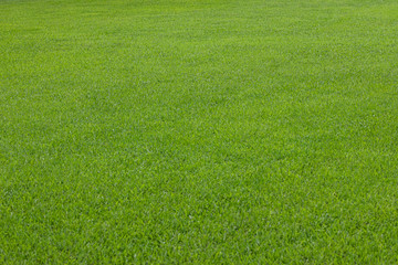 Beautiful lawn for the background