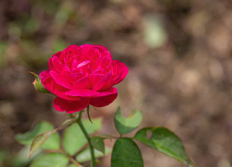 Sweet color of roses flower