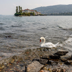 Fabulous white swan on the water of Lake Maggiore with Isola Bella in the background, Stresa, Italy
