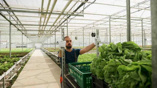 Farm worker pushing a cart with green salad after harvest in a greenhouse.
