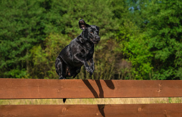 Labrador Retriever dog jumping over the fence