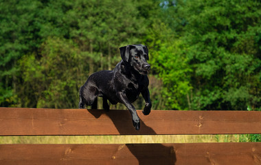 Labrador Retriever dog jumping over the fence