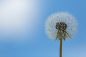 Dandelion on a background of the blue sky