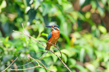 Beautiful kingfisher - In a park in Suginami-ku, Tokyo
