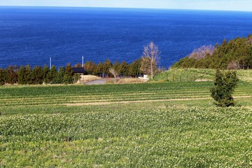 越前海岸の水仙畑