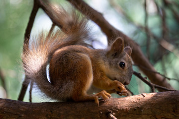 Squirrel on a tree eats a nut
