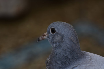 Wildlife And Nature