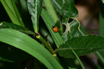 Wildlife And Nature