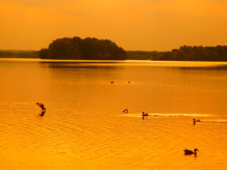 Duck in the sunset