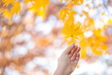 Maple leaves change color. From green to yellow until it reaches red in the park. The city of Nikko has a light through the sun through the shadow.